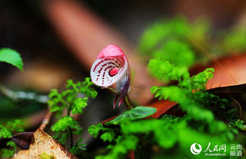 ????(大理鎧蘭, ??: Corybas taliensis) [?? ??: ???]