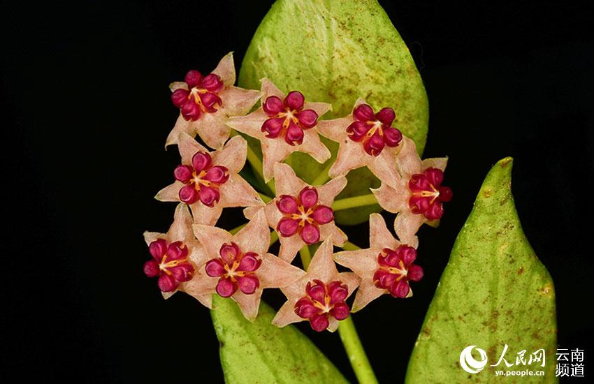 Hoya polyneura Hook. f. [?? ??: ???] 