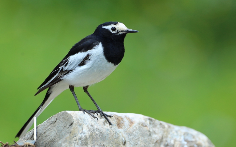 ?????(??: Motacilla alba) [?? ??: ????]