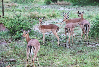 ??? ???? ?? ?? ??? ????? ??? ??????????? ?? ???? ?? ??? ???? ?? ? ?? ???? ?? ?? ??? ???? ???? ?? ????? ???? ??. ??? ???????? ??? ????(Kruger National Park)?? ??? ???(??: Aepyceros melampus). [?? ??: ????]